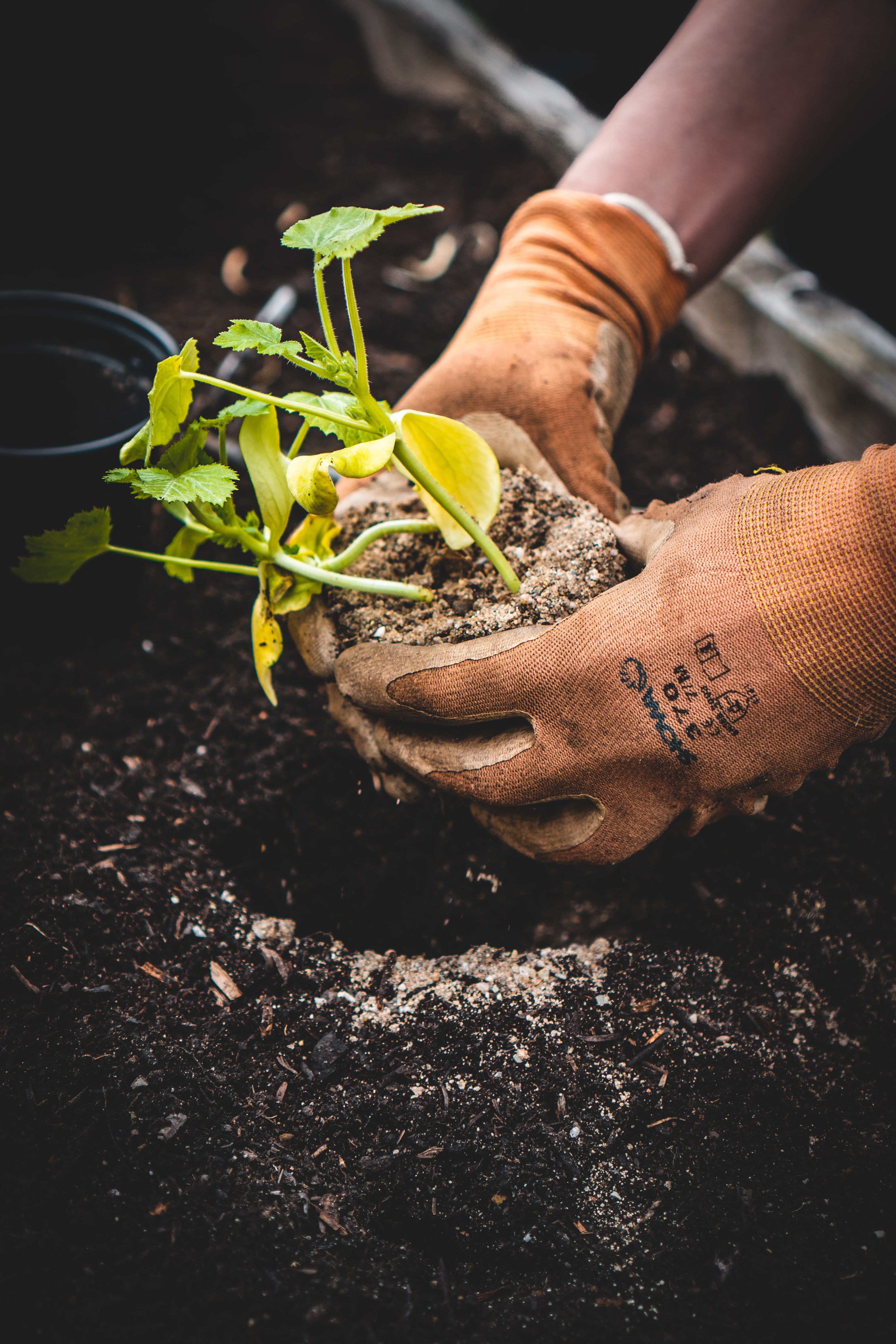 Close up of person with gloves planting sapling