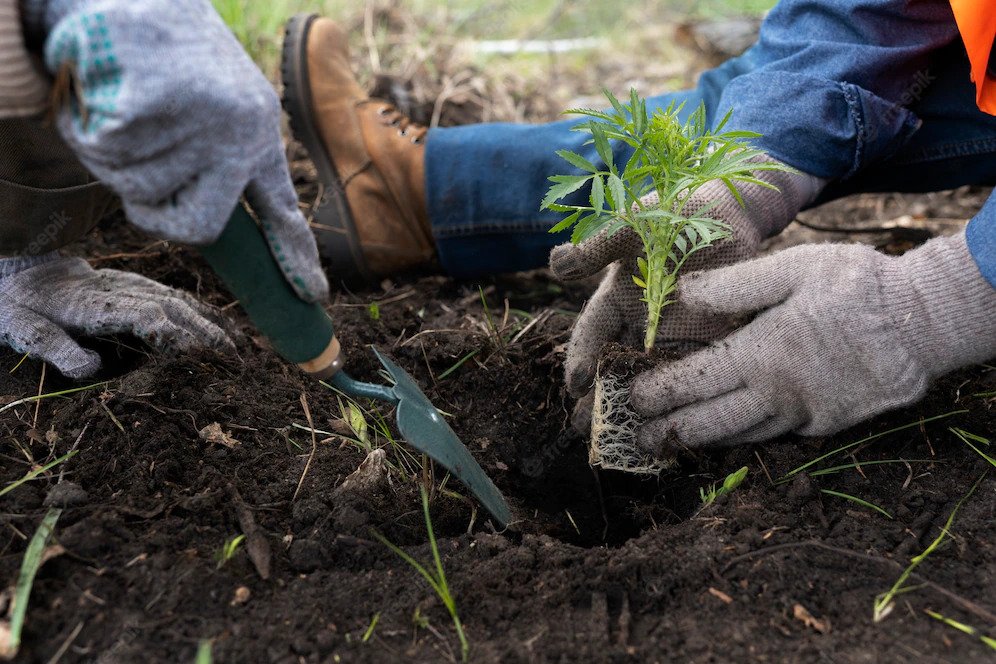 Close up of two people preparing to plant a sapling with a trowel