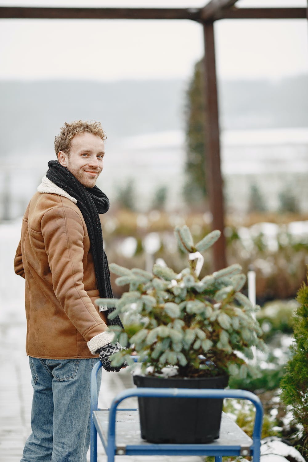 Smiling man posing with a young evergreen tree on a cart