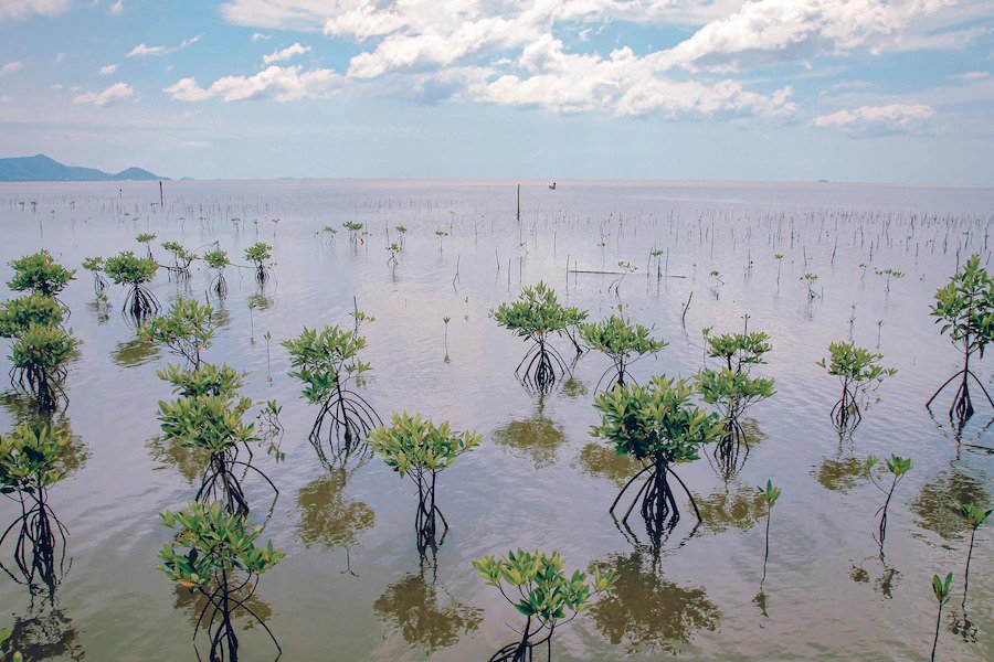Mangrove saplings in shallow water at the beach